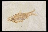Bargain, Fossil Fish (Knightia) - Wyoming #89161-1